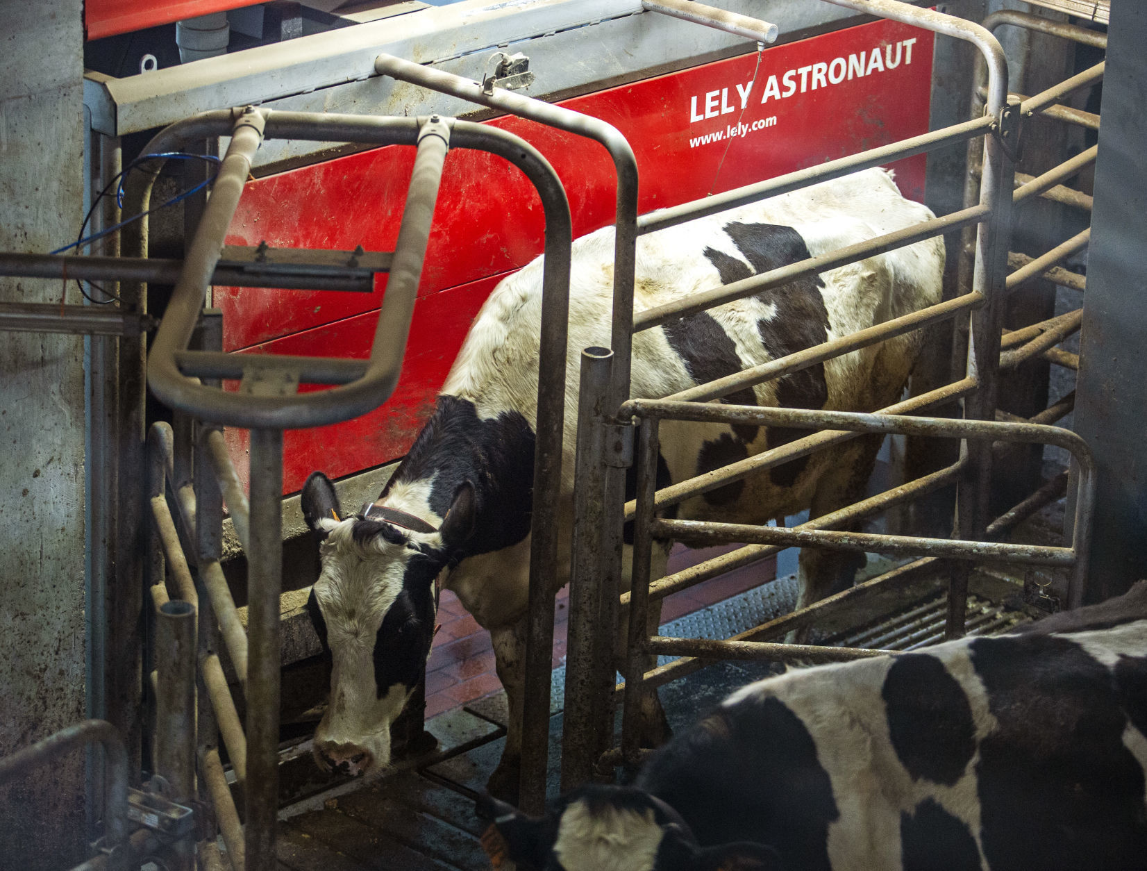 Robotic dairy